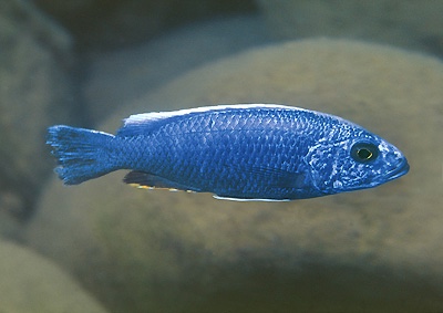 Sciaenochromis fryeri 'Chuanga'